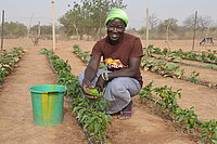Nahrungsmittelhilfe für Flüchtlinge in Burkina Faso Gemüseanbau in Burkina Faso gegen Mangelernährung